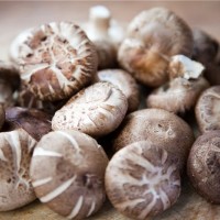 中國小冬菇 半斤 花膠當飯食